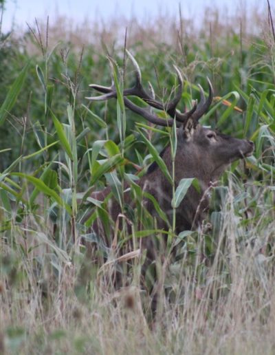 cerf