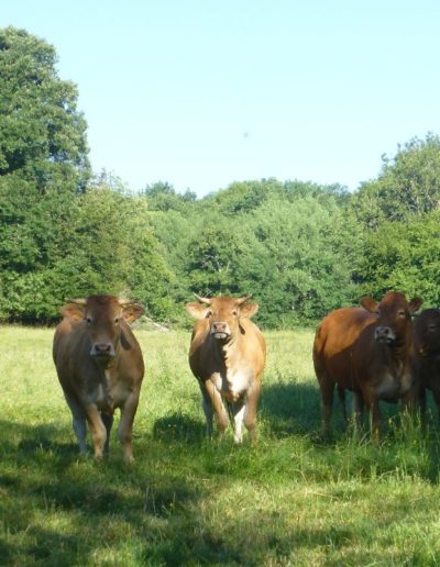 genisses limousines