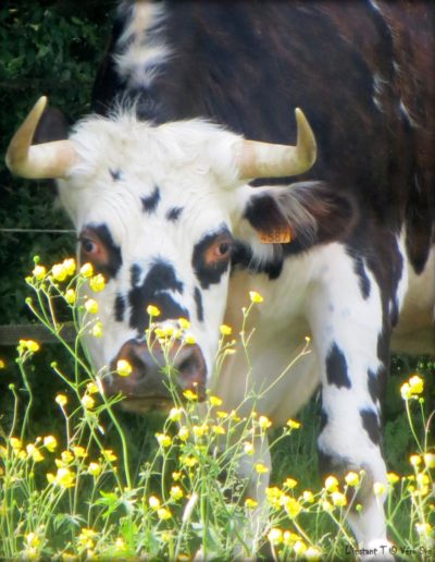 vache-normande