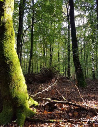 gite la pause du perche - la foret