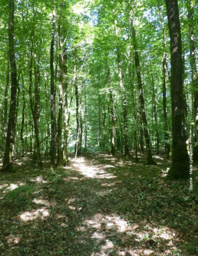 gite la pause du perche - la foret domaniale de Belleme
