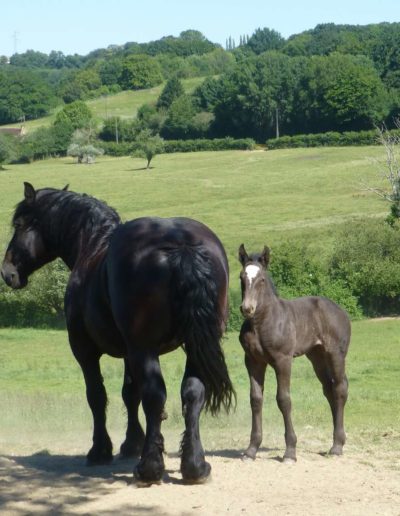 gite la pause du perche - percheron - jument et poulain