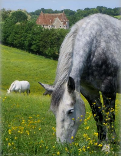 gite la pause du perche - percheron - robe pommelee