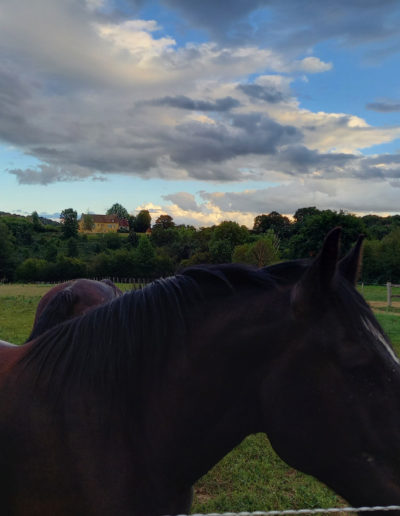 gite - la pause du perche - percheron - B Boblet