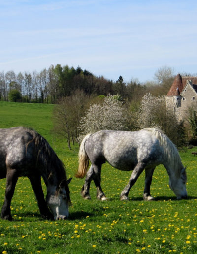 gite - la pause du perche - percherons - manoir de courboyer