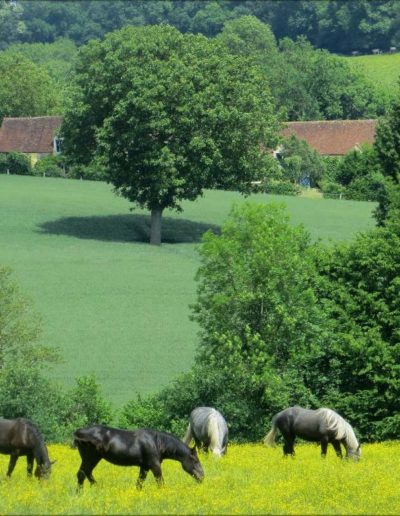 gite la pause du perche - percherons dans pre