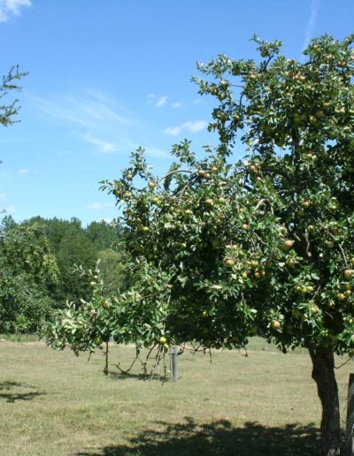 gite-lapauseduperche-pommiers